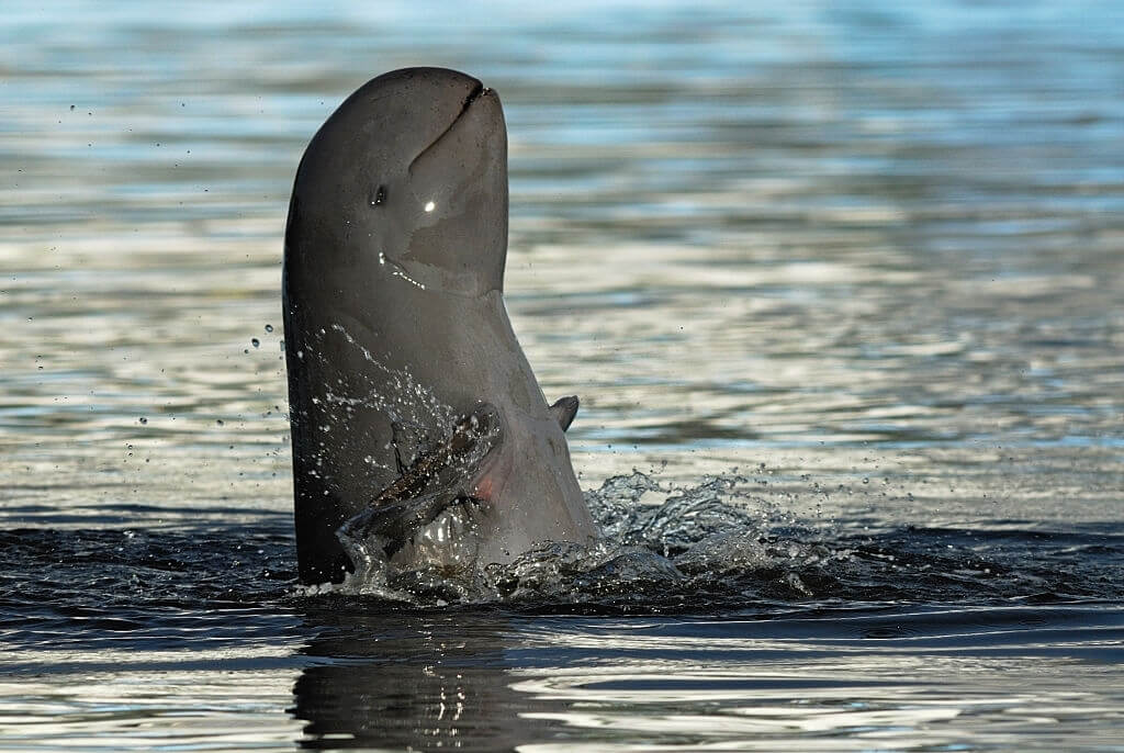 Un dauphin de l'Irrawaddy dans le fleuve Mekong au Cambodge