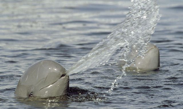 les dauphins de l'Irrawaddy Mékong Circuit 6 Cambodge