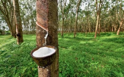 Le caoutchouc l’or blanc Cambodgien