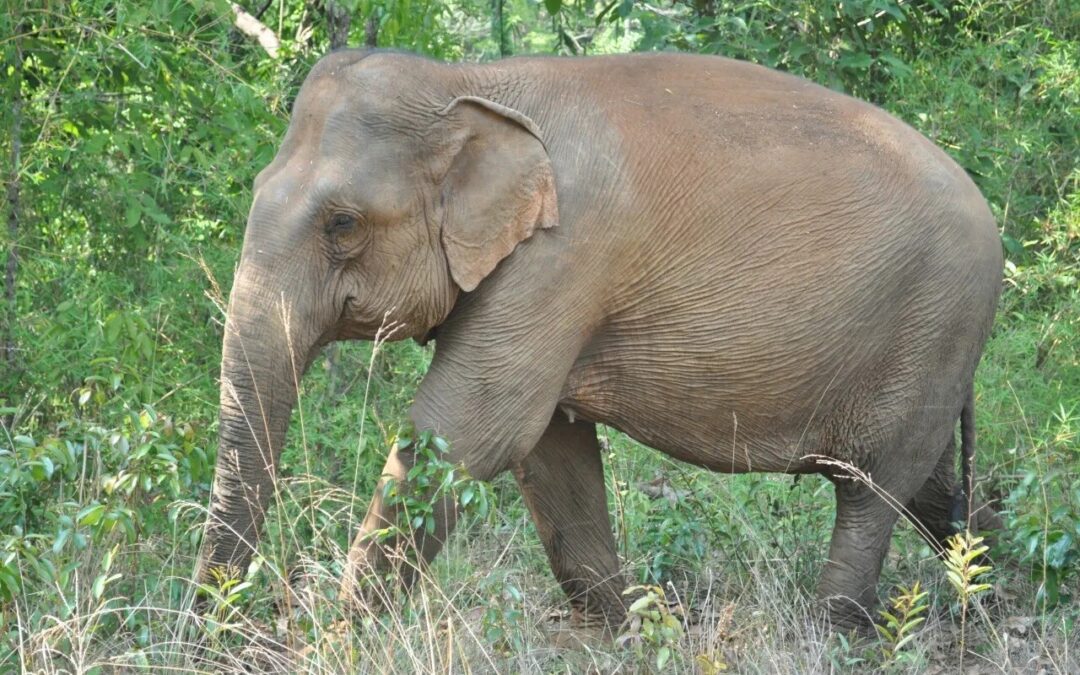 Le sanctuaire des éléphants du Mondolkiri