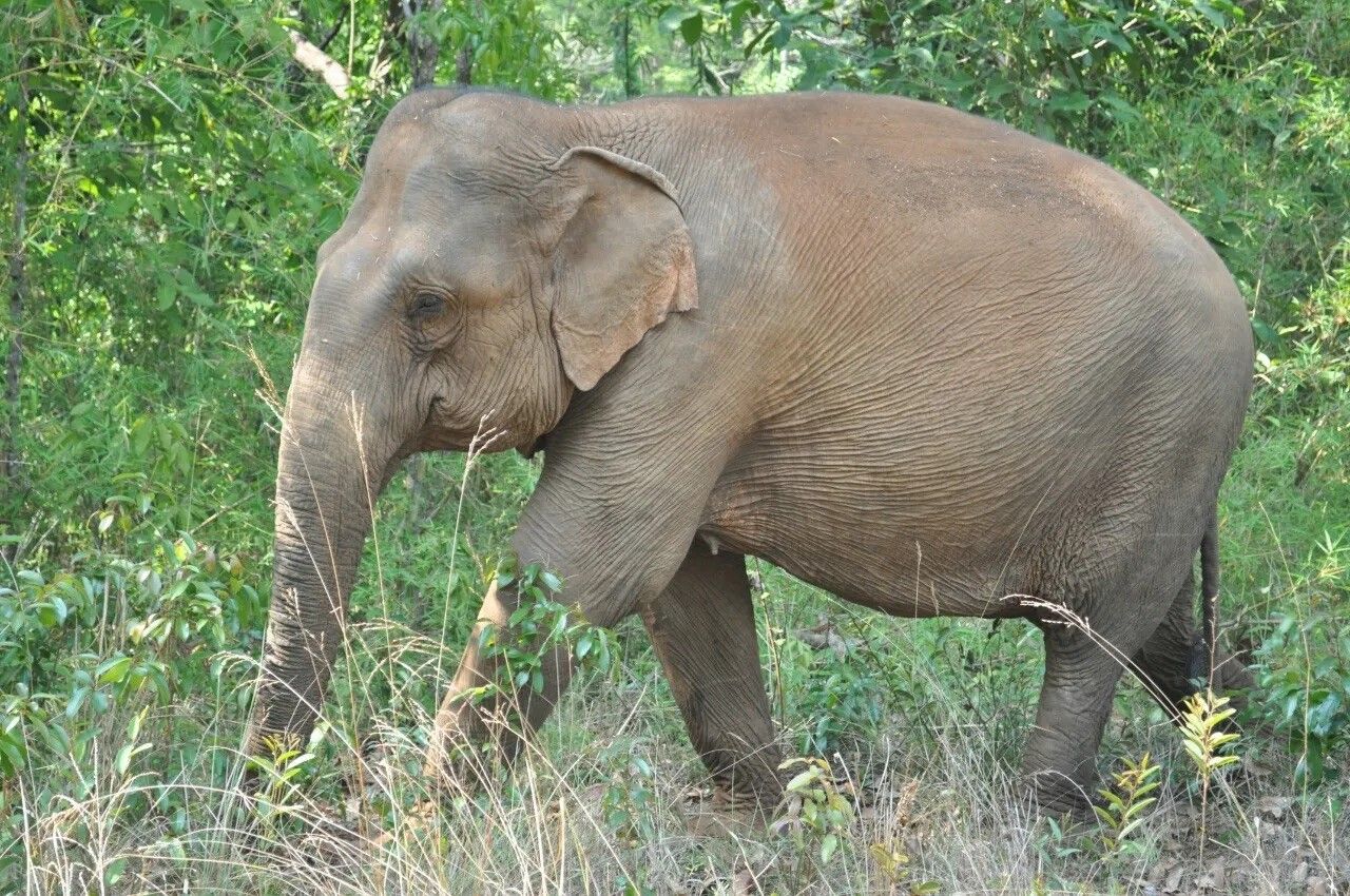 Le-sanctuaire-des-elephants-du-Mondolkiri Cambodge Bousra