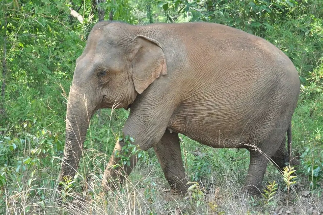Le sanctuaire des éléphants (Mondolkiri)
