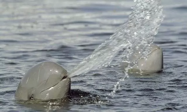 Les dauphins de l'Irrawaddy (Kratié)