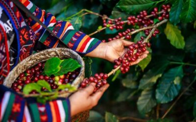 Les plantations de café au Cambodge