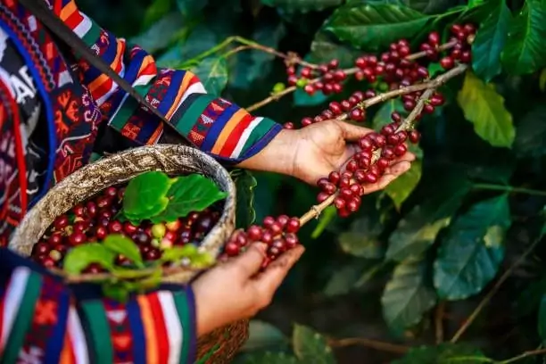 Les plantations de café (Mondolkiri et Ratanakiri)