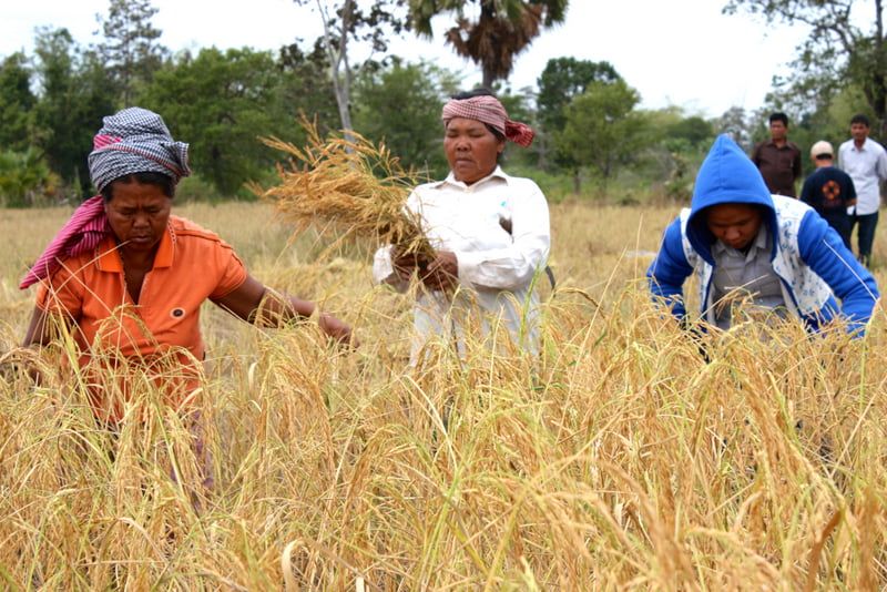 riz Cambodge