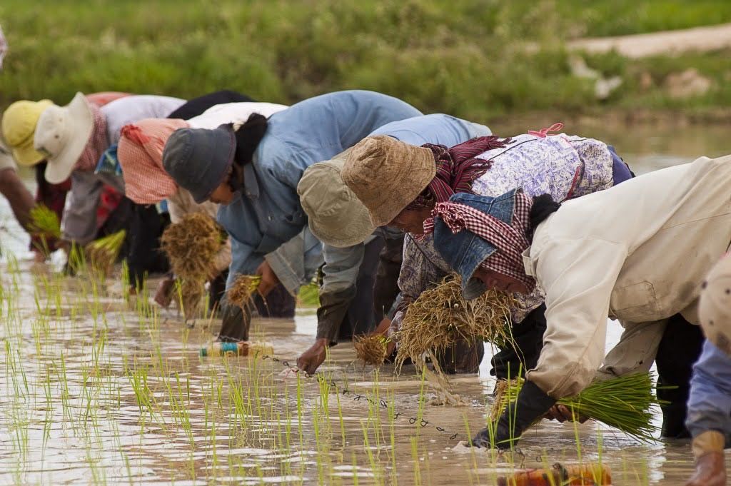 Repiquage du riz Cambodge