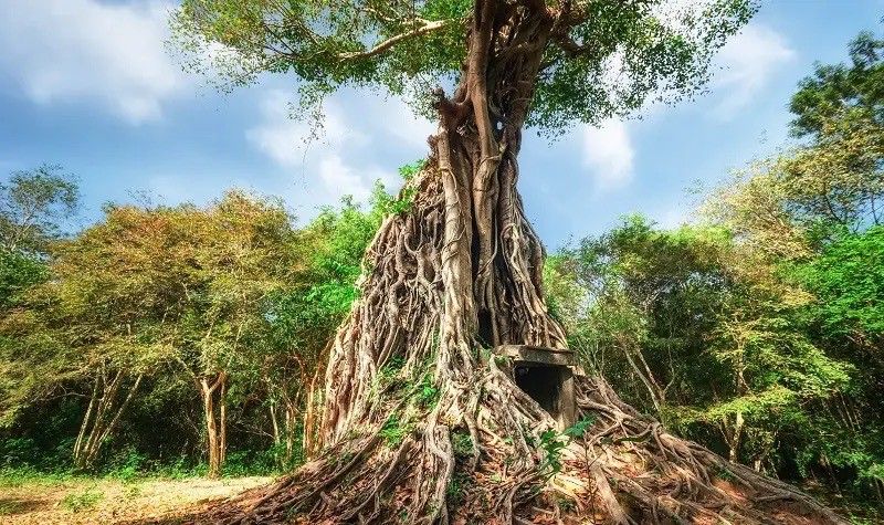 Kbal Spean est un ancien temple qui se trouve à 50 kilomètres au nord-est de la ville de Siem Reap