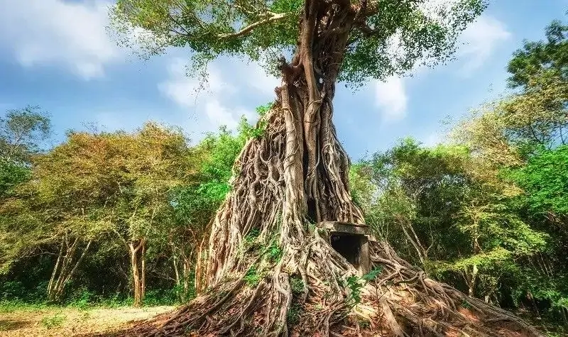 Sambor Prei Kuk (Kampong Thom)