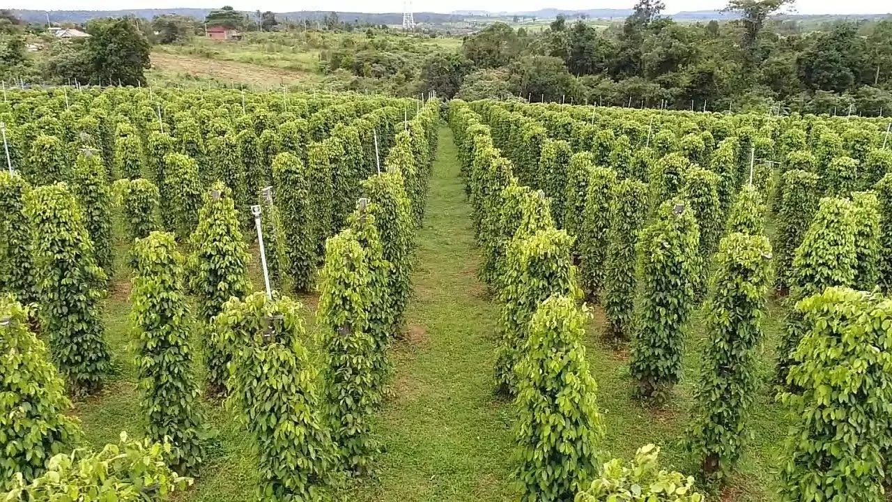 Sur les traces du poivre de Kampot
