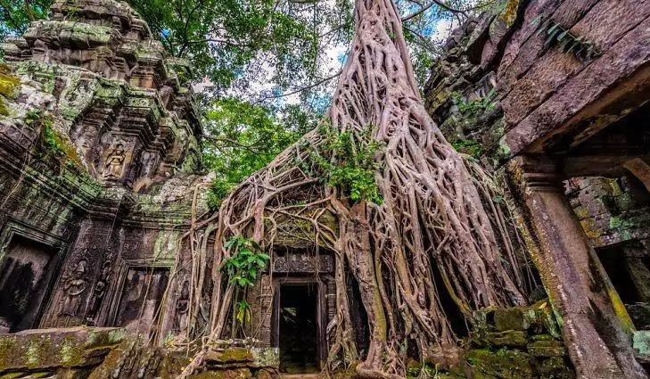 Ta Prohm (Parc d'Angkor, Siem Reap)