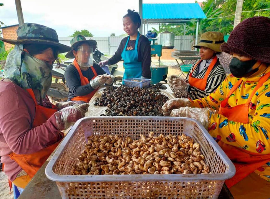 noix de cajou du Cambodge