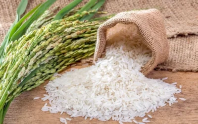 Cambodge le meilleur riz du Monde !