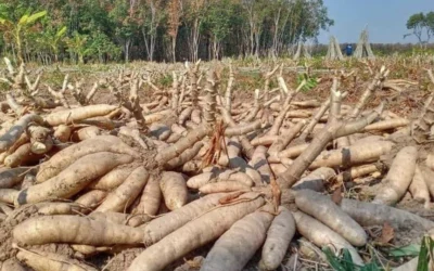 Le Cambodge mise sur le Manioc