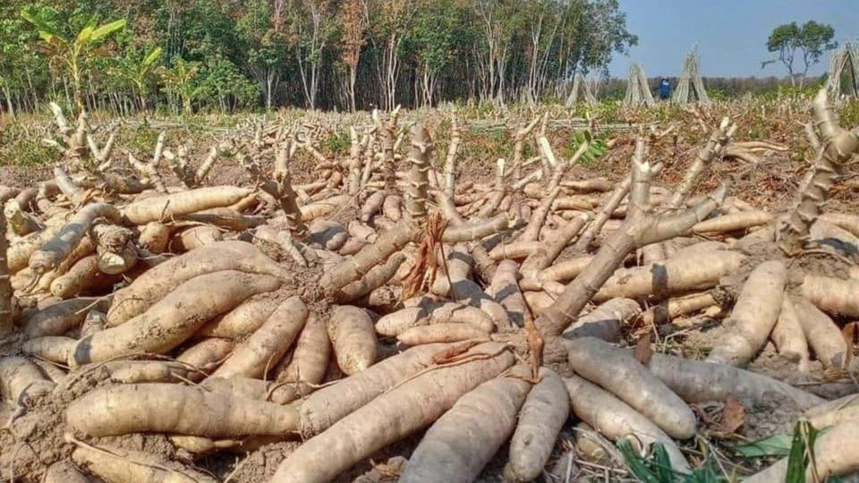 Le Cambodge mise sur le Manioc