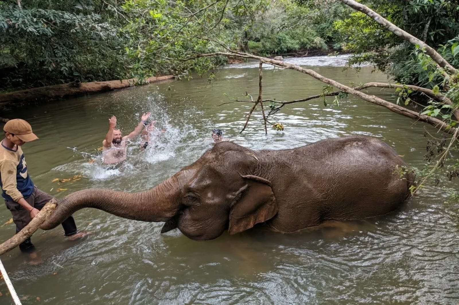 Bain des éléphants dans la rivière, au cœur de la jungle du Mondolkiri