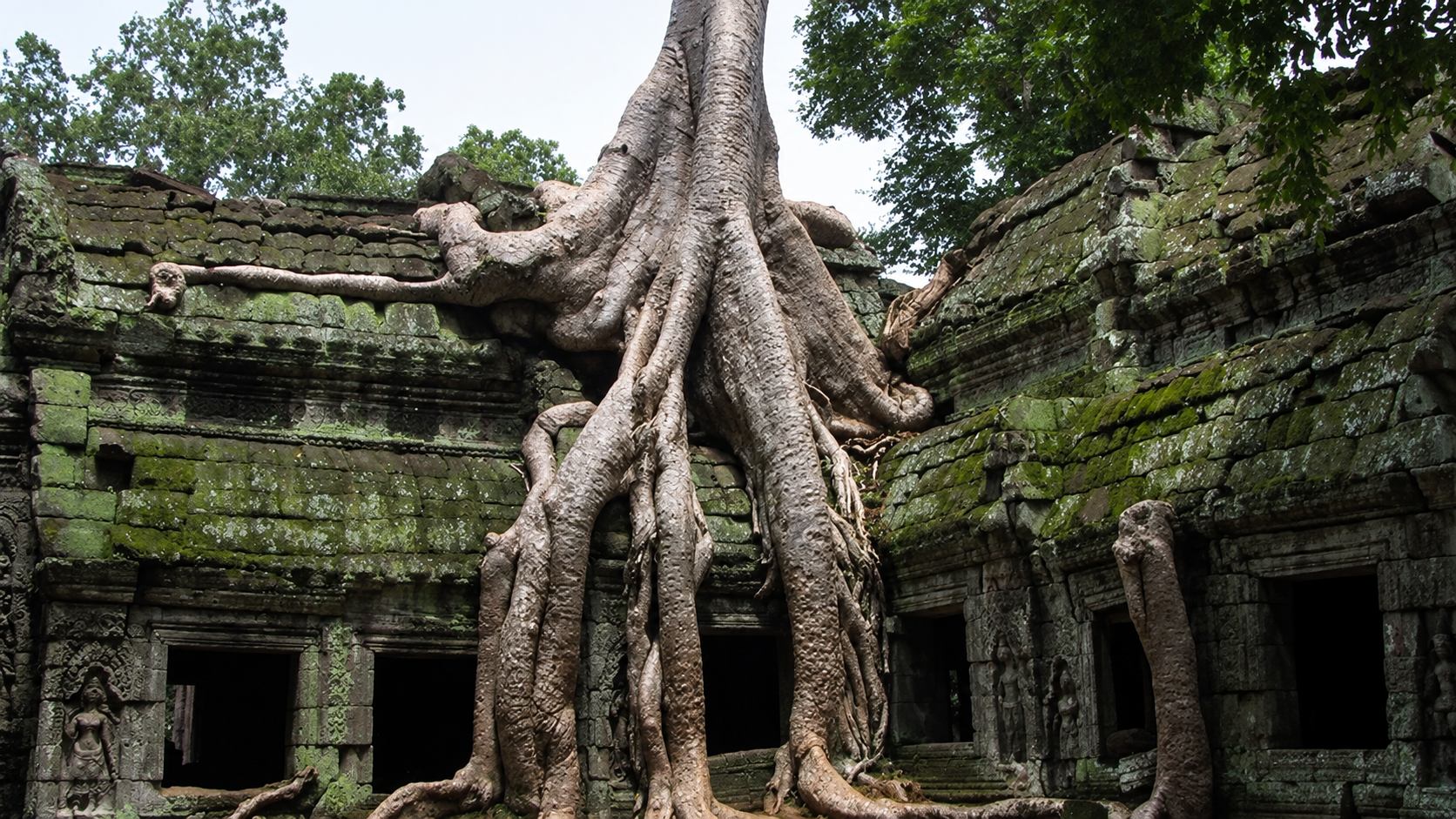 Racines d'un figuier étrangleur enlaçant les murs du temple de Ta Prohm, à Angkor